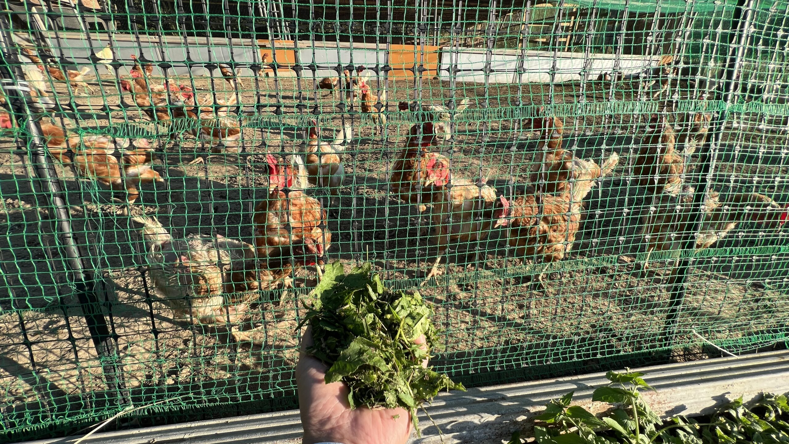 鶏舎敷地内の草