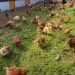 平飼い卵で家族の笑顔が増える！栄養価の違いを科学的データで解説　