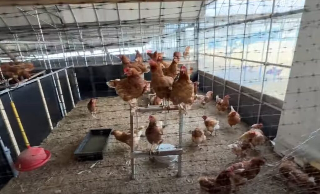 平飼いの様子