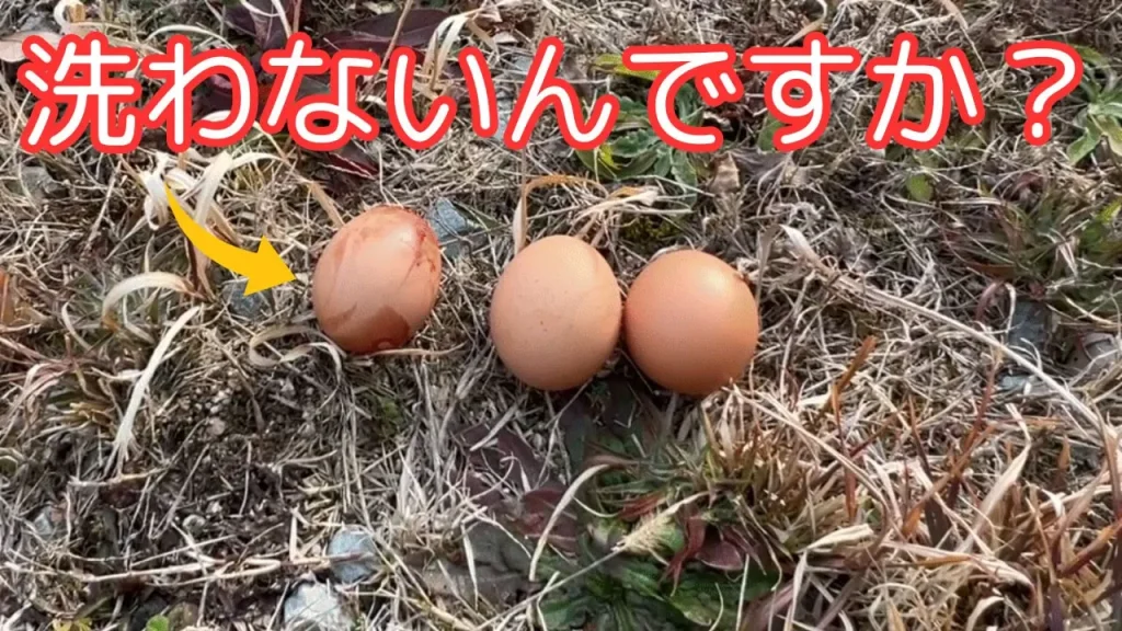 無洗卵ってどうなの？直売所で買った卵に汚れが…。