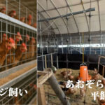平飼い卵と普通の卵での飼育方法の違い