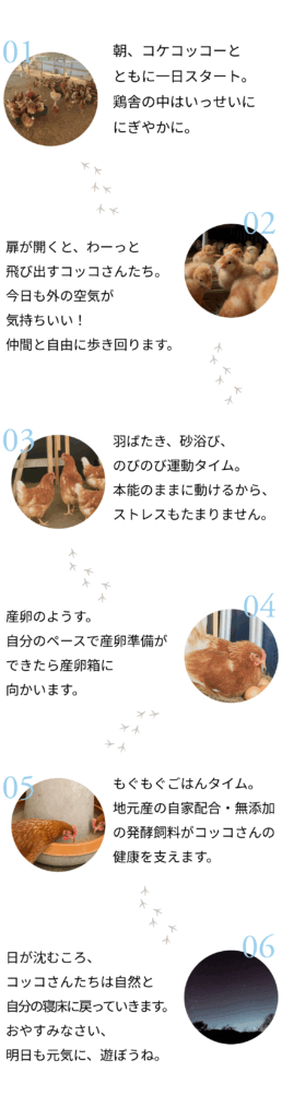 こっこさんの一日