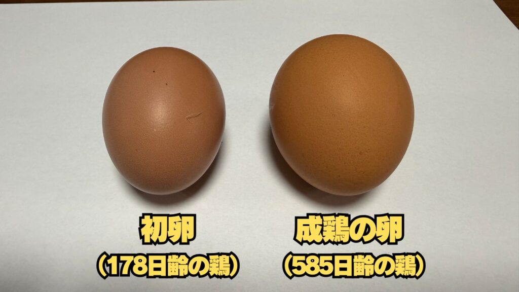 178日齢の鶏の卵（初卵）と585日齢の鶏の卵の大きさ違い