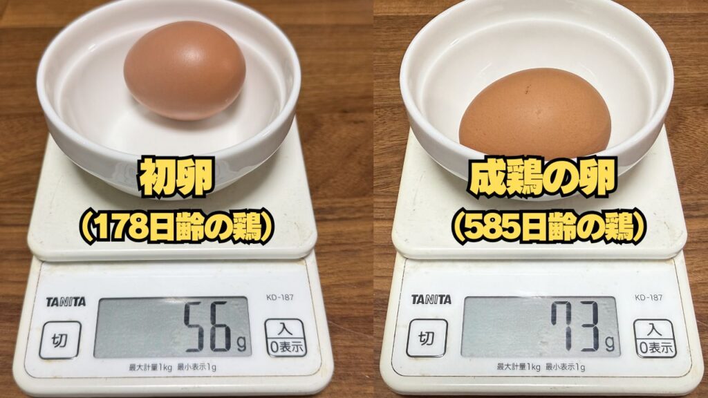 178日齢の鶏の卵（初卵）と585日齢の鶏の卵の重さの違い