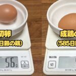 初卵がなぜ選ばれるのか？濃厚さと栄養価の秘密｜普通の卵との違い